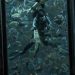 Do Aquariums Really Help With Conservation? – NARN Do Aquariums Really Help With Conservation? – NARN