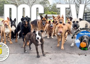 Entertaining Doggy Daycare TV – Dog Video for Dogs To Watch – 🐶 Relaxing Music & Real Sounds