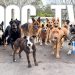 Entertaining Doggy Daycare TV – Dog Video for Dogs To Watch – 🐶 Relaxing Music & Real Sounds Entertaining Doggy Daycare TV – Dog Video for Dogs To Watch – 🐶 Relaxing Music & Real Sounds