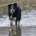 Floods in Spain: how to support animals Floods in Spain: how to support animals