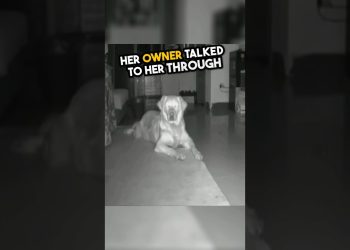 Her owner talked with her dog for little help 🥺❤️ #shorts