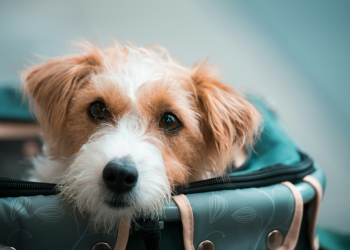 Holiday Travel Tips for Dogs