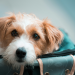 Holiday Travel Tips for Dogs Holiday Travel Tips for Dogs