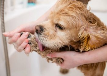 How to Clean Your Dog’s Paws After a Walk
