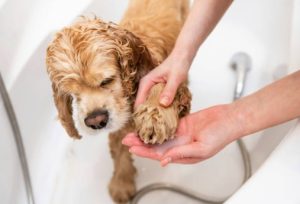 How to Clean Your Dog’s Paws After a Walk