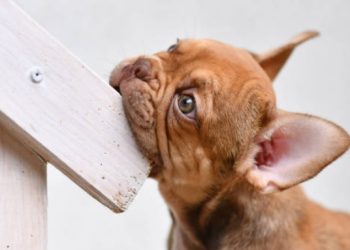 How to Stop a Dog from Chewing Furniture