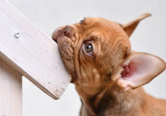 How to Stop a Dog from Chewing Furniture