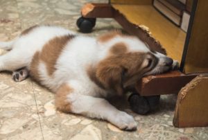 How to Stop a Dog from Chewing Furniture