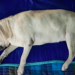 Lipomas/Fatty Cysts in Labradors | Endless Mountain Labradors Lipomas/Fatty Cysts in Labradors | Endless Mountain Labradors