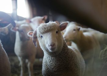 Live animal exports to Israel continue despite ongoing war