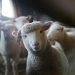 Live animal exports to Israel continue despite ongoing war