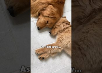 My dog becomes a father…