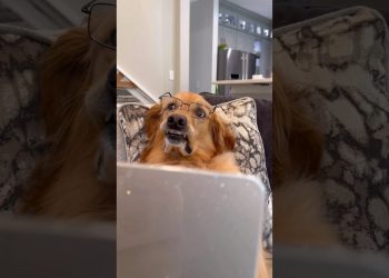 My dog lost his hair!