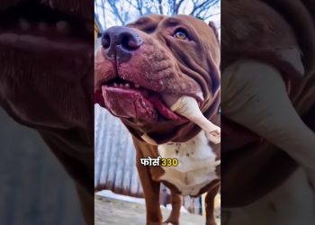 Pitbull 😡 Vs German Shepherd 😈 #shorts #dog