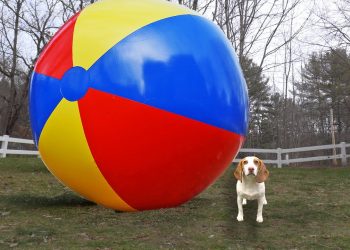 Puppy vs Gigantic Beach Ball Prank: Funny Puppy Dog Indie Gets HUGE Surprise