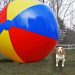 Puppy vs Gigantic Beach Ball Prank: Funny Puppy Dog Indie Gets HUGE Surprise Puppy vs Gigantic Beach Ball Prank: Funny Puppy Dog Indie Gets HUGE Surprise