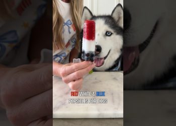 The Perfect 4th of July Dog Treat!
