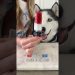 The Perfect 4th of July Dog Treat! The Perfect 4th of July Dog Treat!