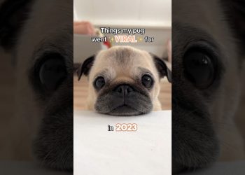 Things my PUG went VIRAL for in 2023! ✨ #pug #dog #puppy