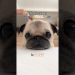 Things my PUG went VIRAL for in 2023! ✨ #pug #dog #puppy Things my PUG went VIRAL for in 2023! ✨ #pug #dog #puppy