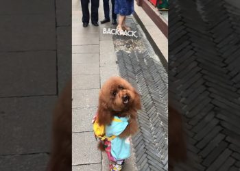 This dog walks around like a human 😳