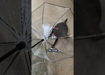 Your Dog Needs An Umbrella | The Pack