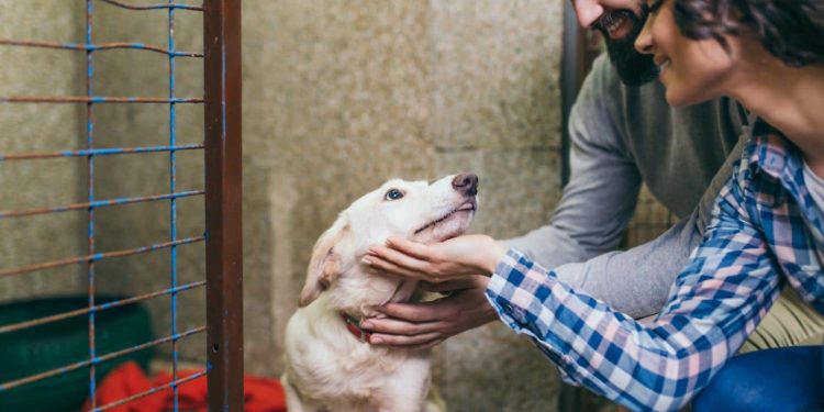 11 Powerful Ways You Can Help Shelter Dogs Find Homes This Christmas