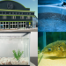 Aquarium Aquaculture : What is it? – NARN Aquarium Aquaculture : What is it? – NARN