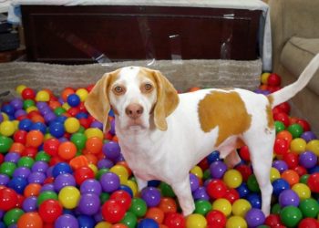 Best Dog Birthday Surprise: DIY Ball Pit for Maymo