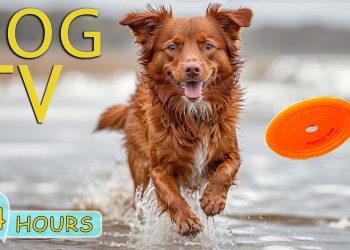 DOG TV for Dogs to Watch: Video Entertain for Your Dogs to Reduce Stress & Anxiety – Music for Dogs