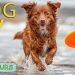 DOG TV for Dogs to Watch: Video Entertain for Your Dogs to Reduce Stress & Anxiety – Music for Dogs DOG TV for Dogs to Watch: Video Entertain for Your Dogs to Reduce Stress & Anxiety – Music for Dogs