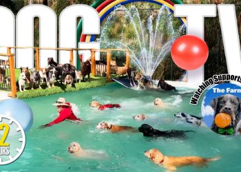 Dog Daycare TV: Entertainment for Dogs 🐶 Videos For Dogs to Watch to Prevent Boredom & Anti Anxiety