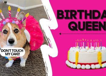 Dog Forgets Sister’s BIRTHDAY! #cake #party