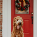 Dog Safety Tips for the Holidays