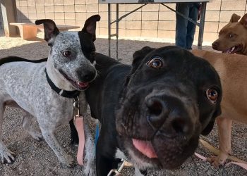 Dogs Playing for 7 Hours