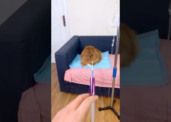 Dogs drink grimace milkshake! #nico #pets #smartnico #funny #cute #dog