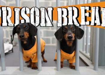 Ep 8: WIENER DOG PRISON BREAK – Funny Dogs Escaping Jail!