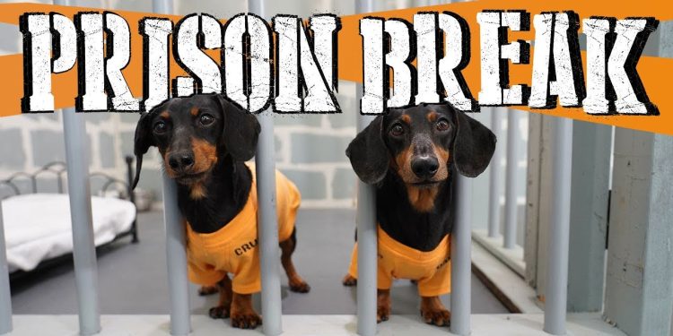 Ep 8: WIENER DOG PRISON BREAK – Funny Dogs Escaping Jail!