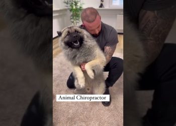 Laugh Out Loud with Hilarious Dog Moments | Dog Chiropractor’s Secret to Canine Happiness|