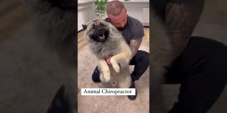 Laugh Out Loud with Hilarious Dog Moments | Dog Chiropractor’s Secret to Canine Happiness|