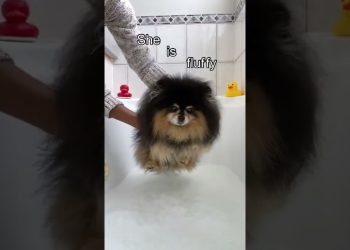 My Dog Looks Like A Different Dog When  😳 #shorts #dog