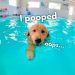 My Dog Rents a Swimming Pool