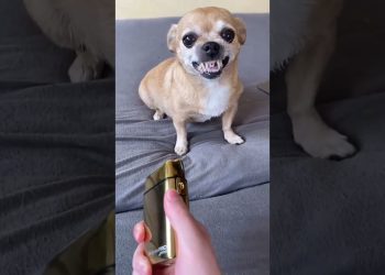 My Dog is Smarter than Husky and Chihuahua 🔥😍