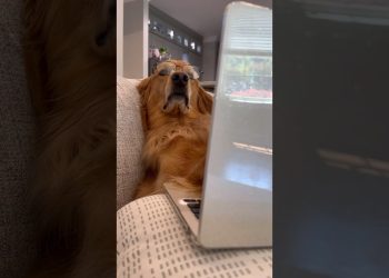 My dog broke my window!