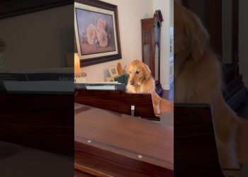 My dog learned how to play the piano!
