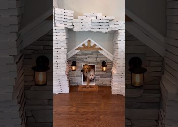 My dog ordered 1000 pizzas!