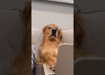 My dog ruined our couch!