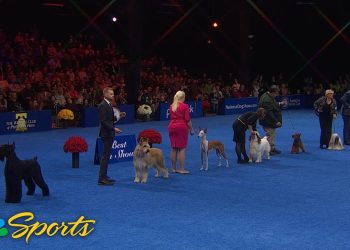 National Dog Show 2024: Best in Show (Full Judging) | NBC Sports