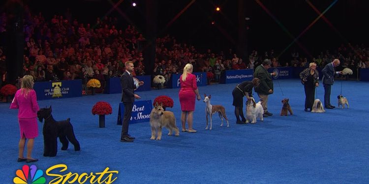 National Dog Show 2024: Best in Show (Full Judging) | NBC Sports