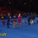 National Dog Show 2024: Best in Show (Full Judging) | NBC Sports